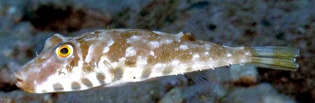 Sphoeroides marmoratus_08.jpg